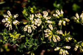 Image result for Lotus discolor