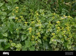 Image result for Lamium galeobdolon