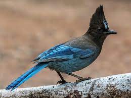 Identify birds in north america for bird watching or as a bird guide. Similar Species To California Scrub Jay All About Birds Cornell Lab Of Ornithology