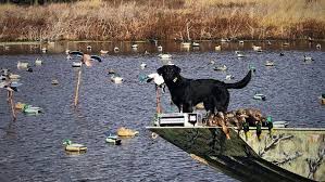 Camden, cheatham lake, north chickamauga creek, old hickory, reelfoot, and west sandy. Reelfoot Ducks I Just Can T Stay Away Wtvcfox
