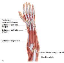 There are three parts to the trapezius. Muscles Of The Forearm