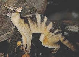 From french civette, from italian zibetto, from medieval latin zibethum, from arabic زَبَاد‎ (zabād). Banded Palm Civet Crouched Unusual Animals Weird Animals Animals Beautiful