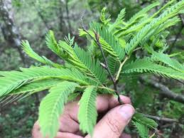 Image result for Brachystegia