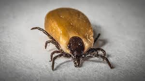 We believe in helping you find the product that is right for looking for something more? Flea Tick Control Geelong Acacia Pest Control
