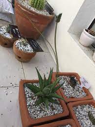 Succulent growing long stem with flowers. First Time Seeing A Succulent Grow An Offset Straight From The Flowering Stem Does Anyone Know What Plant This Is I M Not Sure If They Really Do This Or Something Weird Just