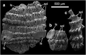 Image result for Sarcophrynium