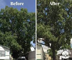Pin By Certified Tree Care Llc On Tree Care Tree Care Tree