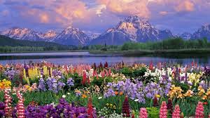 Check spelling or type a new query. Flower Garden In Front Of Moutain Hd Wallpaper 1920x1080 Gludy