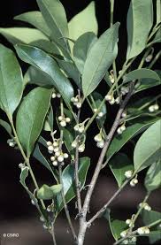 Image result for Diospyros mafiensis