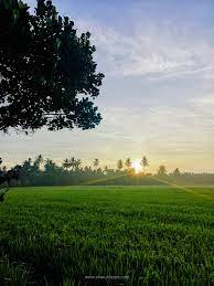 Bukan hanya hamparan sawah luas yang akan memanjakan pengunjung, tetapi juga pemandangan gunung yang indah. Menikmati Pemandangan Pagi Sawah Padi Di Parit Buntar Perak