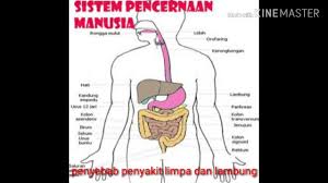 We did not find results for: Penyebab Penyakit Limpa Dan Lambung Youtube