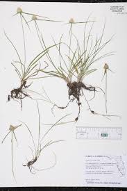 Image result for Cyphia richardsiae