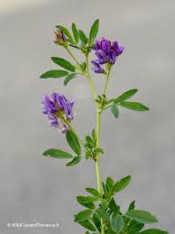 Image result for Medicago laciniata