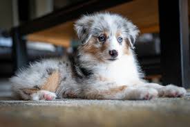 Beautiful pups shots dewormed dew claws removed tails docked. Miniature Australian Shepherd Puppies For Sale Coral Springs Fl 355146
