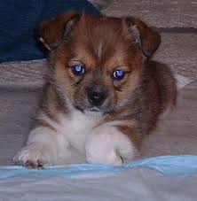 Teacup puppies for sale, teacup, tiny toy and miniature puppies for adoption and rescue from colorado, co. Pembroke Welsh Corgi Puppies For Adoption For Sale In Phoenix Arizona Classified Americanlisted Com