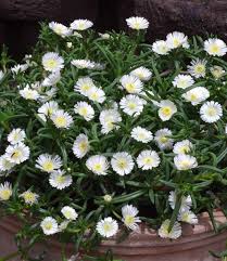 Winterharte Eisblume White Wonder Bodendecker Stauden Bei Baldur Garten In 2020 Bodendecker Bepflanzung Pflanzen