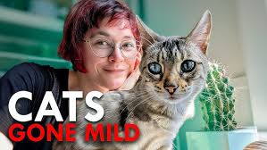 ‪Did Cats Actually Domesticate Us? - YouTube‬‏
