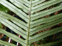 Image result for Blechnum attenuatum