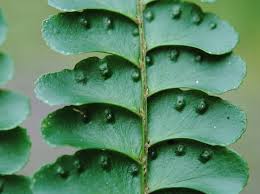 Image result for Didymochlaena