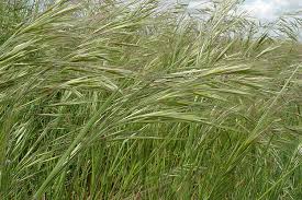 Image result for Bromus leptoclados