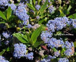Image result for Ceanothus thyrsiflorus