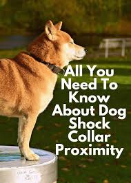 All You Need To Know About Dog Shock Collar Proximity In 2020 Dog Shock Collar Shock Collar Dogs