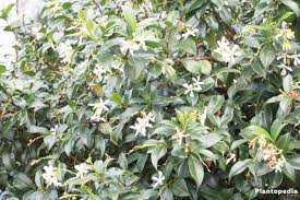 We did not find results for: Jasmine Jasminum Plant How To Grow And Care Indoor Outdoor Plantopedia