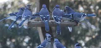 Jaybird s inn from mapcarta, the free map. Well Dressed Birds Of The North Country Ncpr News