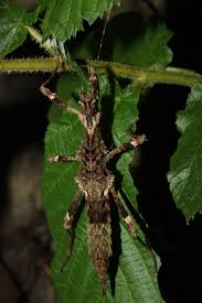 Image result for Tristachya viridiaristata