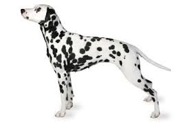 Some have also become founders of other successful dalmatian kennels in a variety of countries. Dalmatian Dog Breed Information Pictures Characteristics Facts Dogtime