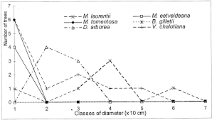 Image result for Voacanga chalotiana