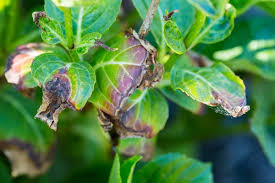 Image result for Cercospora hydrangea