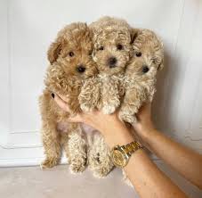 At lonestar doodles, our goal is to raise healthy, well socialized, gorgeous goldendoodle and english creme goldendoodle puppies that will become the perfect new addition to your home. Mini Goldendoodle Texas Mini Adorable Mini Golden Doodles Puppies Available Facebook