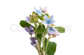 Image result for Oxypetalum coeruleum