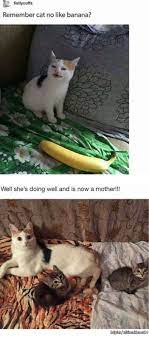 Cat No Like Banana Meme Funny Animals Cute Animals Cute Baby Animals