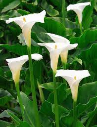 Do You Deadhead Calla Lily Plants Removing Spent Blossoms On Calla Lilies Lily Plants Calla Lily Bulbs Zantedeschia Aethiopica