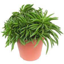 If you're worried about being able to properly care for a houseplant, satin pothos is a very forgiving plant for beginners. Pepermomia Happy Bean Succulent Houseplant For Sale Free Uk Delivery