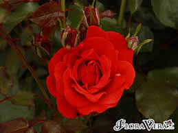 Image result for Rosa sp.