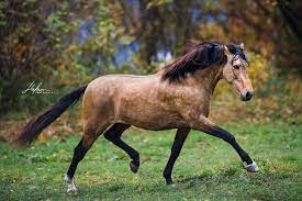46 cm große puppen lieferumfang und maße: Andalusier Hengst In Der Farbe Buckskin Trabt Uber Die Wiese Herbst Pferd Bilder Foto Fotografie Fotoshooti Horse Photography Horses Beautiful Horses