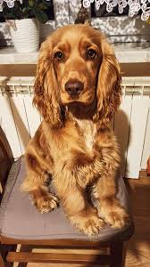 Https Ift Tt 3jfeuvh In 2020 Beautiful Dogs Dog Life Dog Pictures
