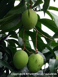 Image result for Mangifera indica