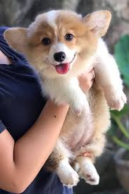 Stop searching and visit our puppies now. Corgi Puppies For Sale Nc Petfinder