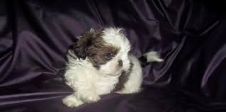 Get a boxer, husky, german shepherd, pug, and more on kijiji, canada's #1 local shih tzu in dogs & puppies for rehoming in ontario. Imperial Shih Tzu Puppy Akc For Sale In Surprise Arizona Classified Americanlisted Com