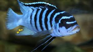 It is a diverse genus that includes a lot of different cichlid species all pseudotropheus cichlids belong to the first group, the mbunas. Pseudotropheus Zebra Susswasserfische Buntbarsche Cichliden