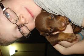 Maybe you would like to learn more about one of these? European Doberman Pincher Puppies For Sale For Sale In Kingston Ontario Nice Pets In Canada