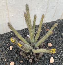 Image result for Euphorbia baylissii
