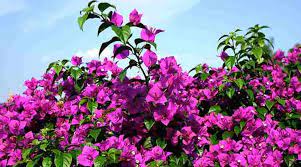 The plant is known for its clear, large rose pink colored flowers white flowers with red center can also be found. Top 22 Florida Flowers With Pictures Native And Non Native