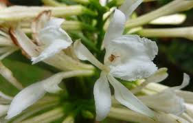 Image result for Corymborkis corymbis