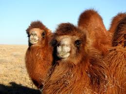 Camels store energy in their humps for the times when food sources get scarce. Uzivatel Selena Travel Mongolia Na Twitteru There Are Two Species Of The Two Humped Camel In Mongolia 1 The Domesticated Mongolian Bactriancamel 2 The Wild Two Humped Camel The Wildcamel In Mongolia