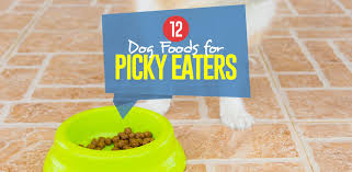 Just like humans, we enjoy tastes that we. 12 Best Dog Food For Picky Eaters And Dogs That Won T Eat Of 2020